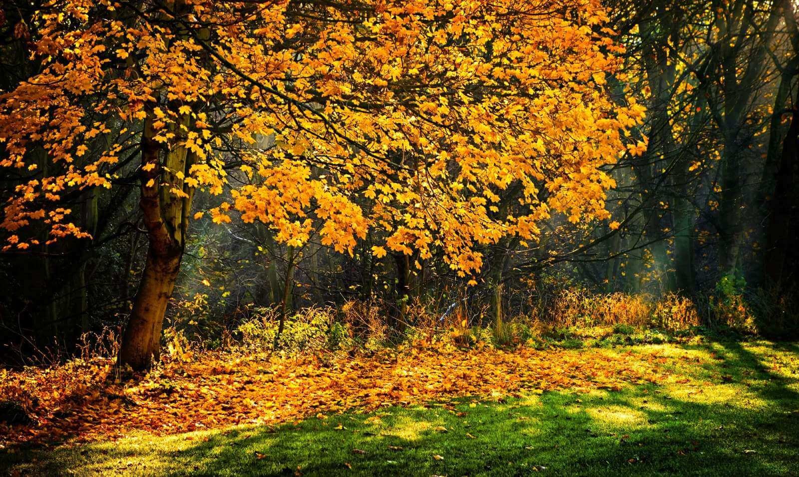 Autumn scene in Westchester
