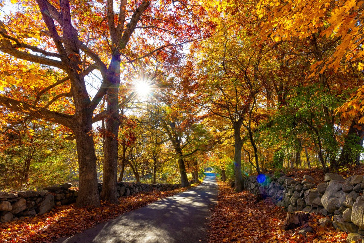 EMDR and trauma therapy for Westchester, from home