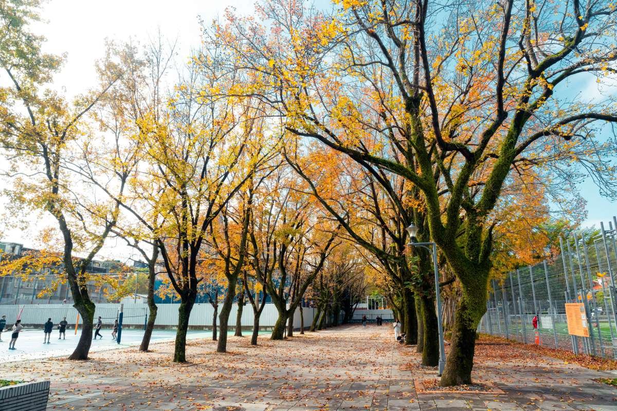 Online EMDR and Trauma Therapy for the Upper East Side